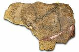 Dinosaur (Triceratops) Frill Shield Section - Wyoming #371524-1